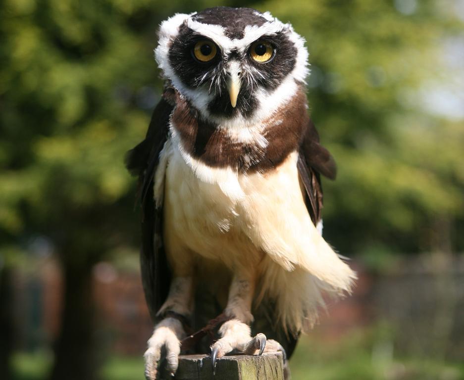 לינה וארוחת בוקר Bossington Exmoor Owl & Hawk Centre מראה חיצוני תמונה